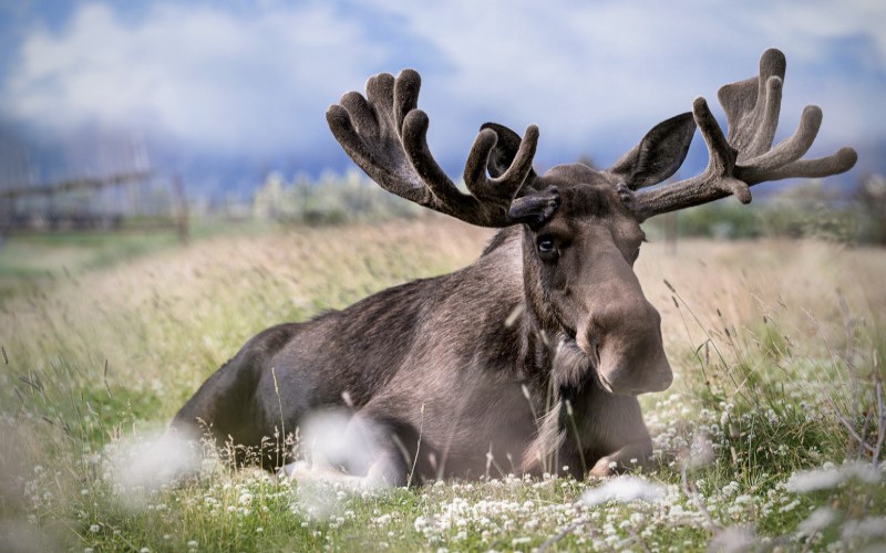 Um grande alce marrom sentado sobre a vegetação florida do Alasca, com os seus chifres largos que se estendem pela lateral da sua cabeça