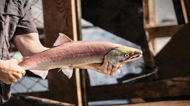 Homem segurando com as duas mãos um salmão, cuja pele tem um tom rosa claro.