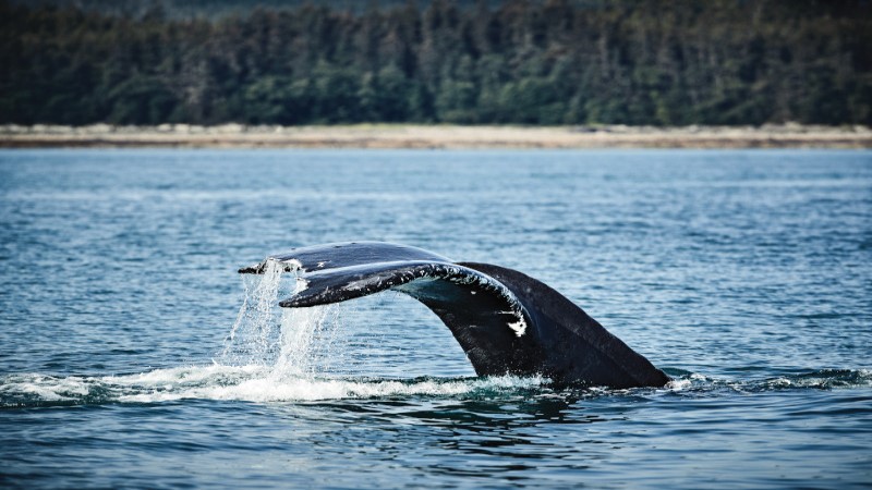 Baleia mergulhando no mar azul do Alasca, com sua calda aparecendo para fora da água