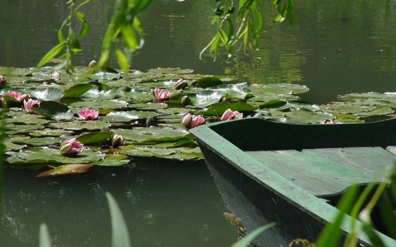 cruzeiros fluviais: mago com vitórias régias boiando, floridas com flores cor de rosa