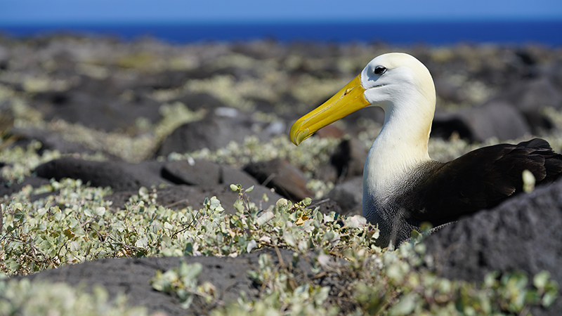 Albatroz-das-galápagos sentando entre pedras com o mar e o céu ao fundo