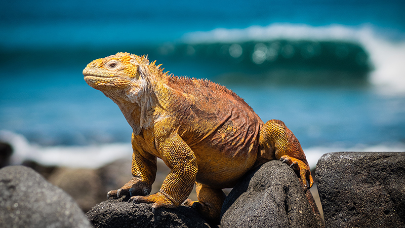 iguana-terrestre-de Santa Fé sobre pedras na praia