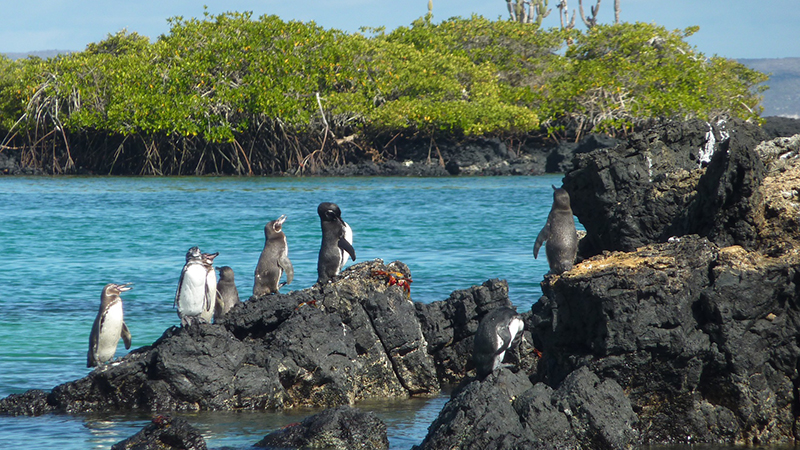 grupo de pinguins das Galápagos sobre rochas