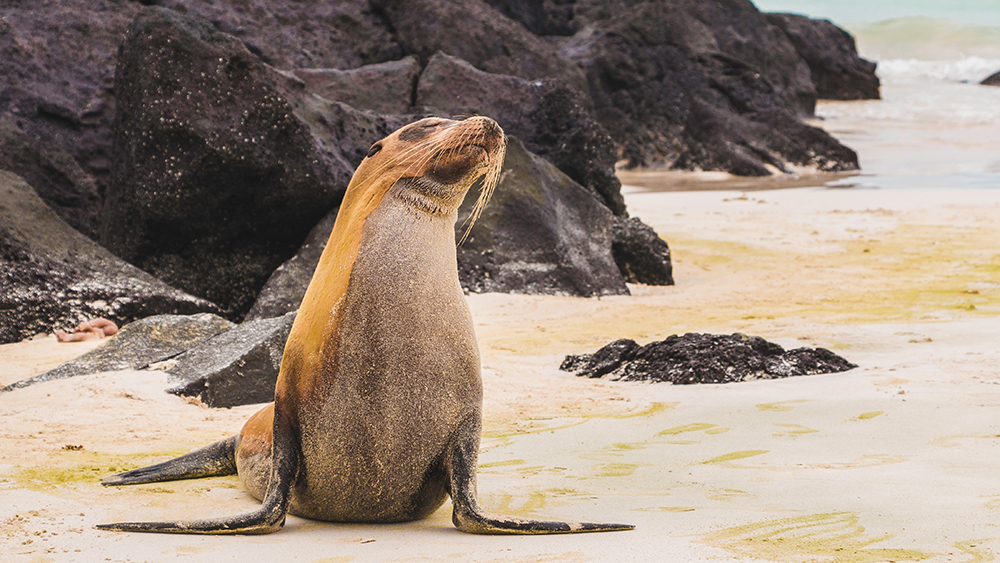 Leão-marinho-das-Galapagos sentado na praia