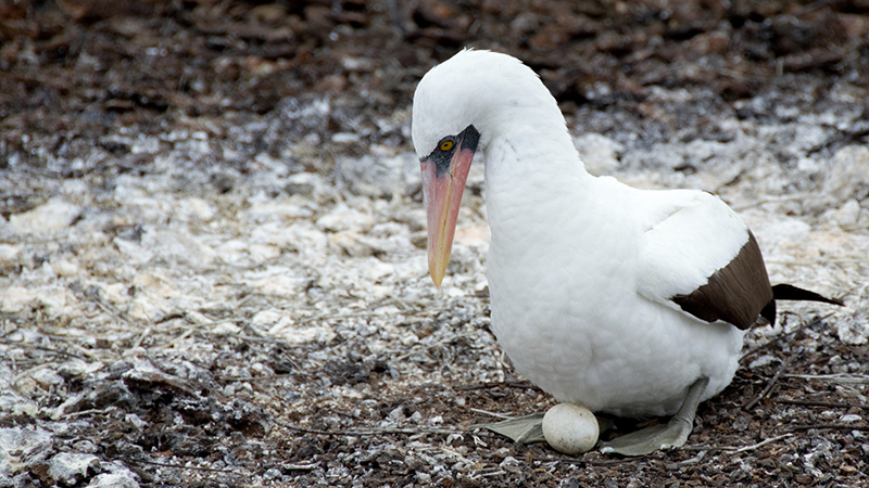 Atobá-de-nazca-galapagos no chão, chocando um ovo