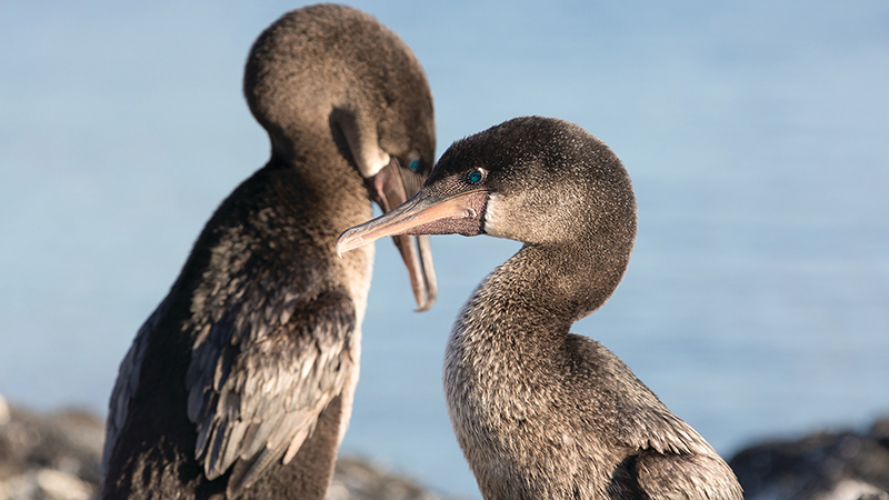 Dois Cormorões-das-galapagos com mar ao fundo