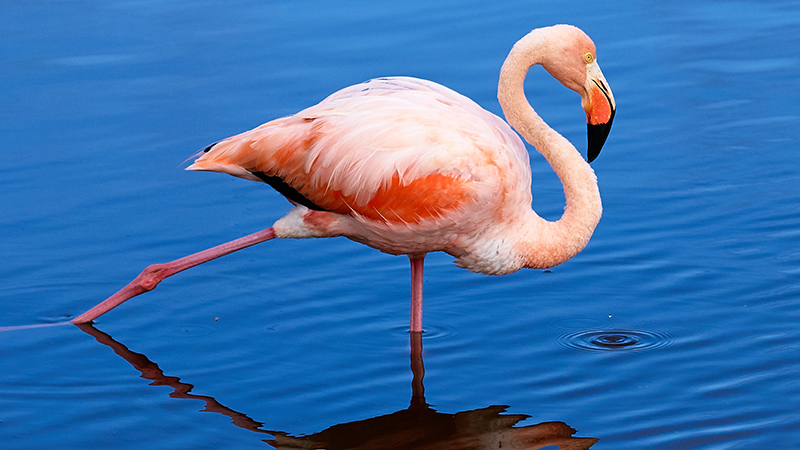 Flamingo com penas rosa claro na água