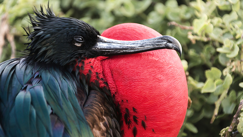 Pássaro fregata-magnificens de perfil, com o papo vermelho em destaque