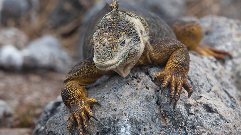 Iguana-terrestre sobre pedras na ilha Seymour.