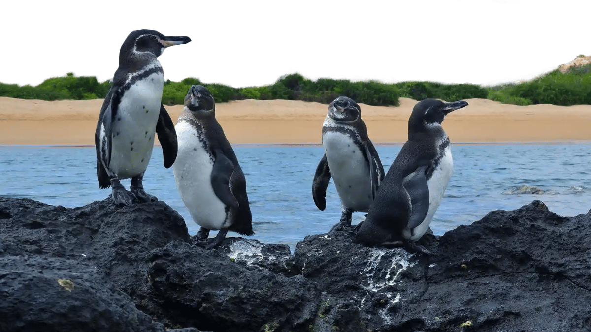 Pinguim-das-galápagos