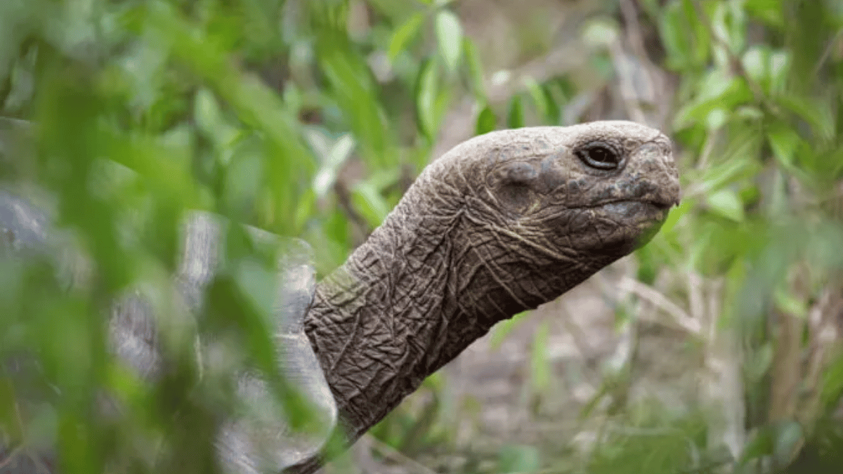 Tartaruga-das-galápagos Tartaruga-das-galápagos Ilhas galápagos