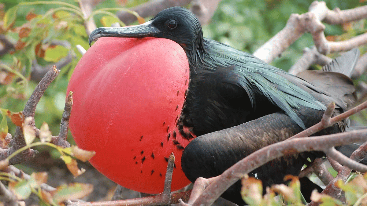 Fregata magnificens na Ilha Genovesa