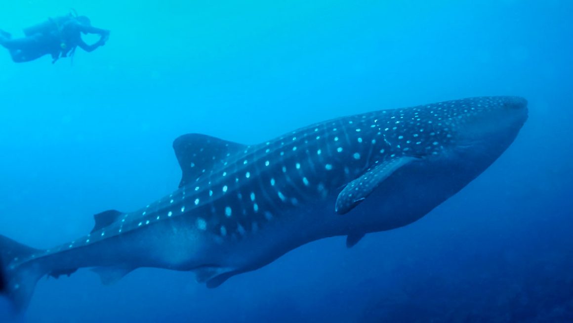 viagem para galapagos