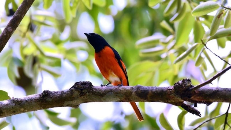 Regent excursões ecológicas: visita ao Parque Nacional de Bach Ma, no Vietnã, para identificação de fauna e flora local