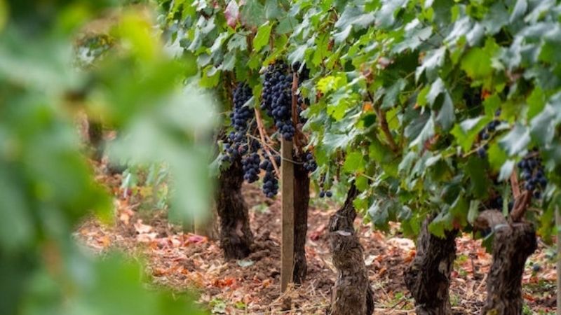 Regent excursões ecológicas: visita à produção biodinâmica de vinhos em Bordeaux, na França