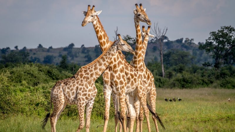 Cruzeiros de expedição África