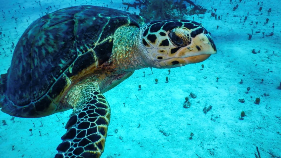 tartaruga ocean cay