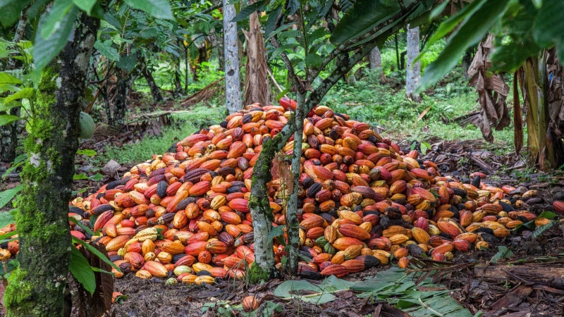 Fazenda de cacau em Ilhéus