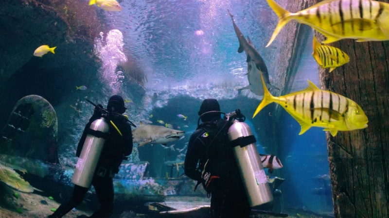 The National Aquarium Abu Dhabi