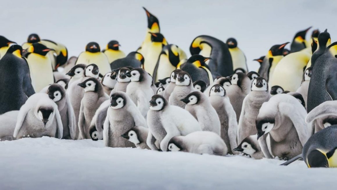 Colonia de pinguins imperadores em Snow Hill