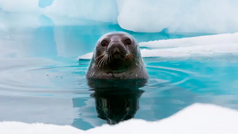 foca na Antártica
