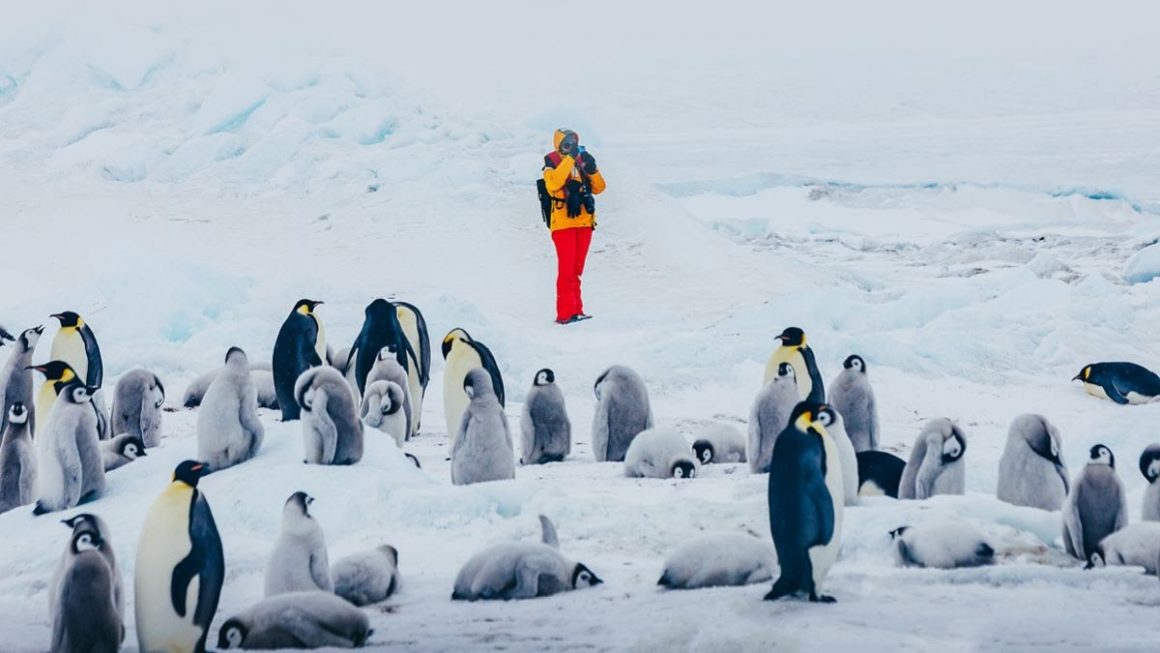 Colonia de pinguins imperadores em Snow Hill