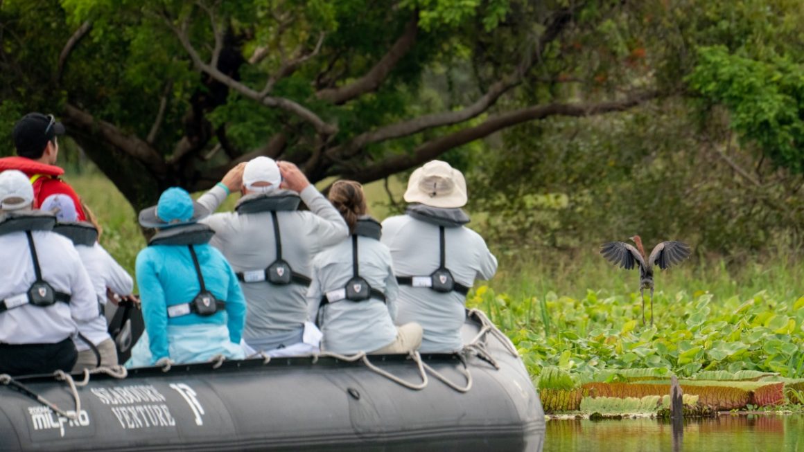 Ave Cigana, na Amazônia