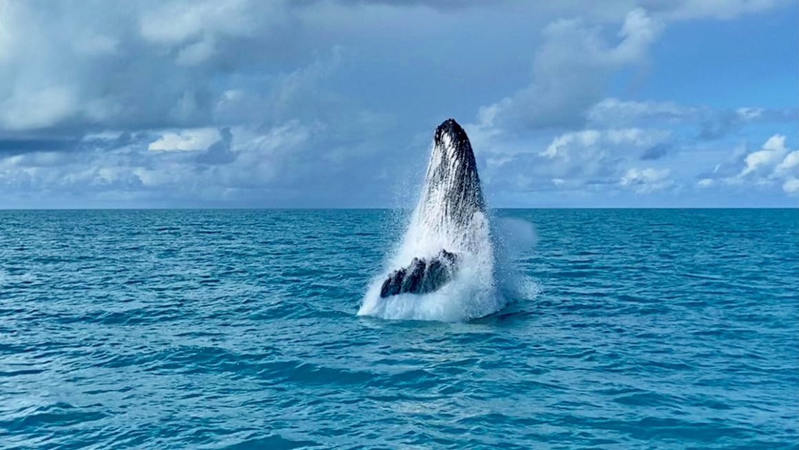 baleia jubarte em Abrolhos