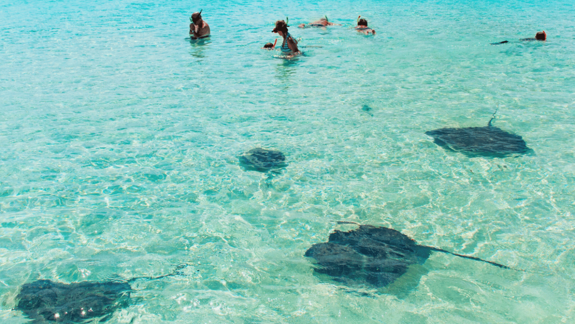 Snorkel no Caribe com o MSC Yacht Club