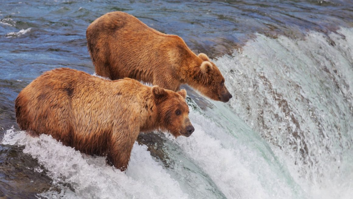 Ursos mostrando a vida selvagem do Alasca