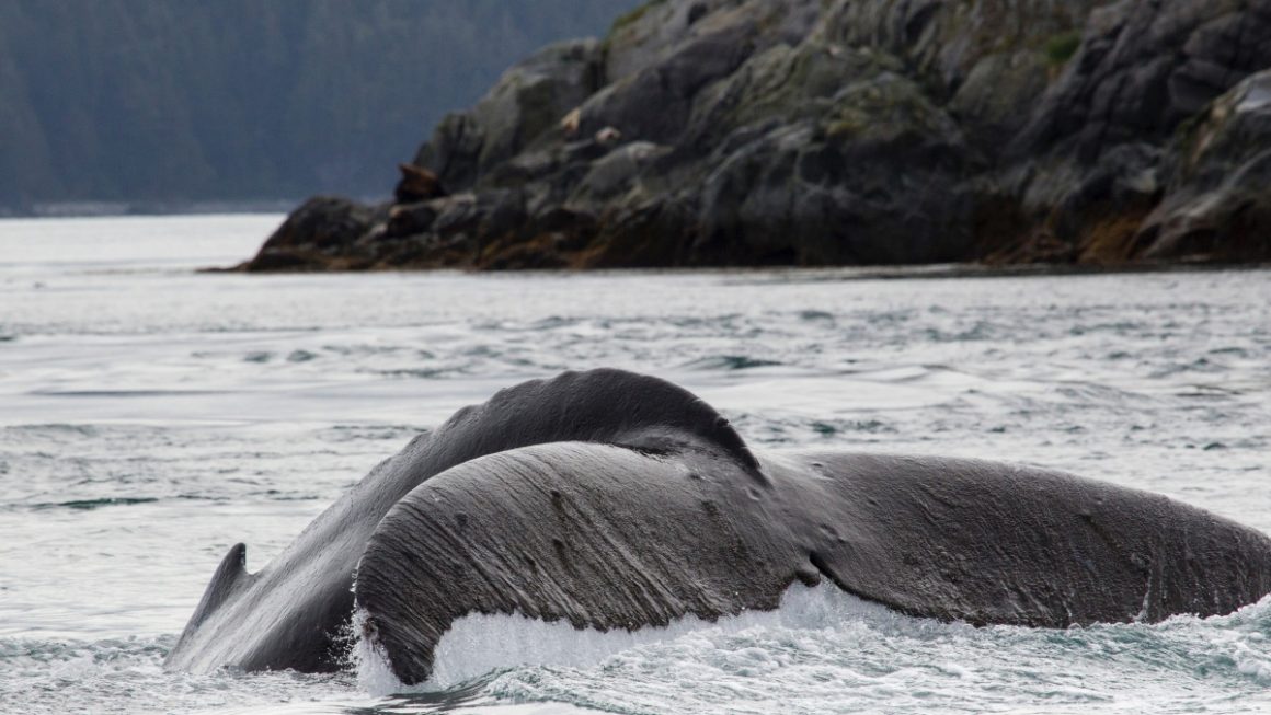 Possibilidade de avistar baleias na região do Alasca