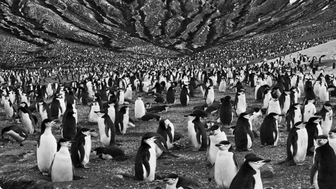 Colônia de pinguins em Ilhas Sandwich do Sul