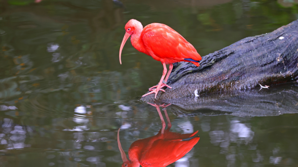 Scarlet ibis, pássaro símbolo de Trinidad e Tobago