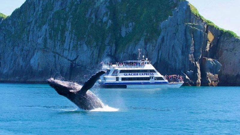 Observação de baleia em Kenai Fjords National Park