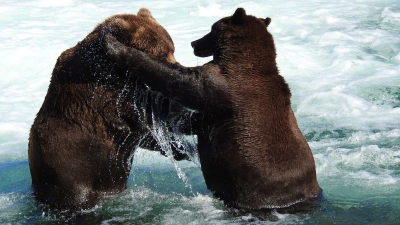 Observação da vida selvagem de perto no Urso pescando salmão em Katmai National Park