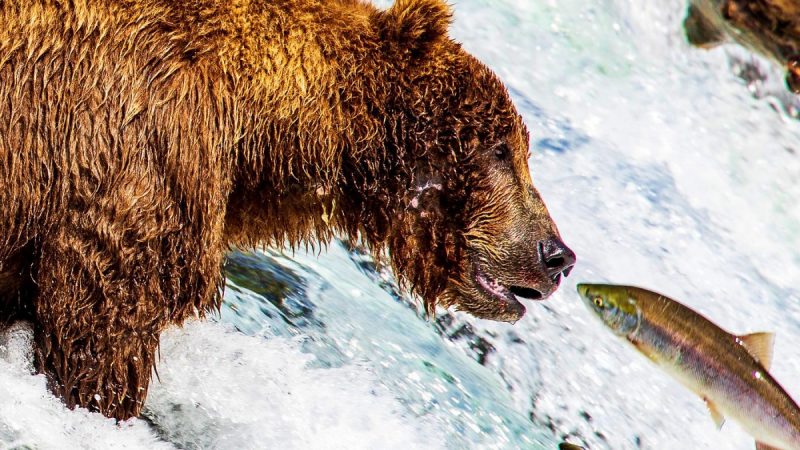 Urso pescando salmão em Katmai National Park