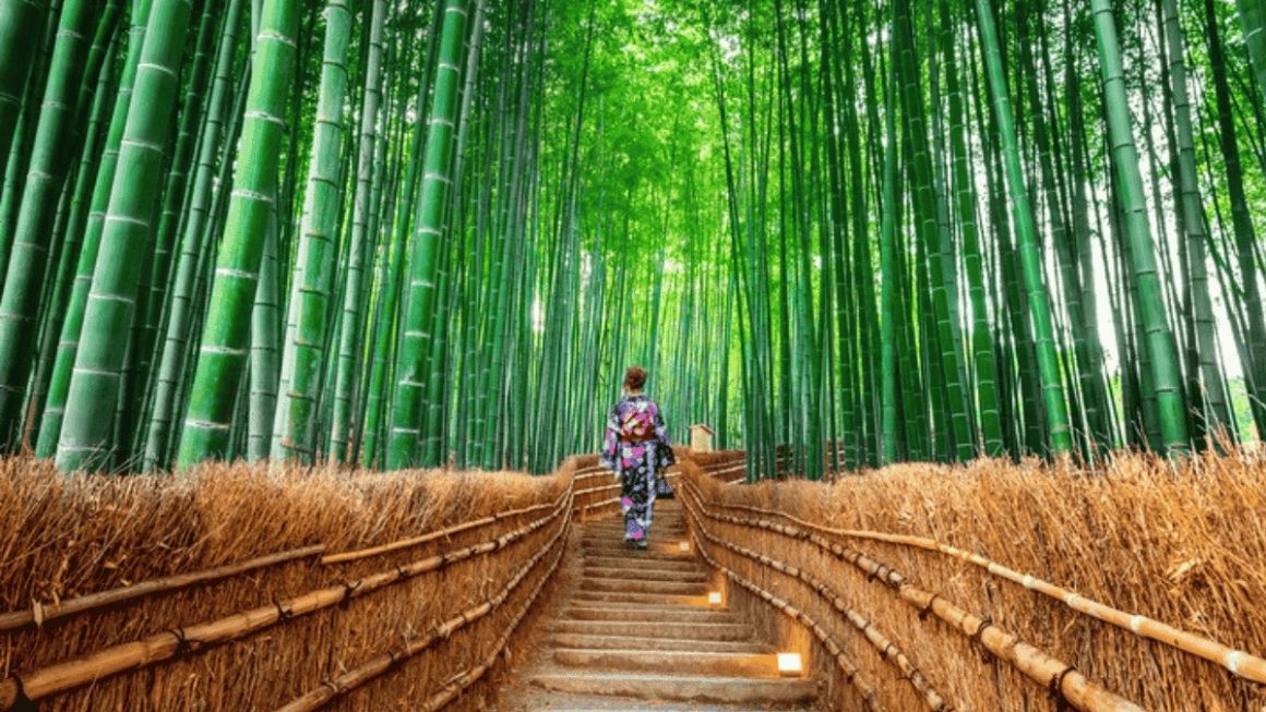 Floresta de Bambu em Kyoto