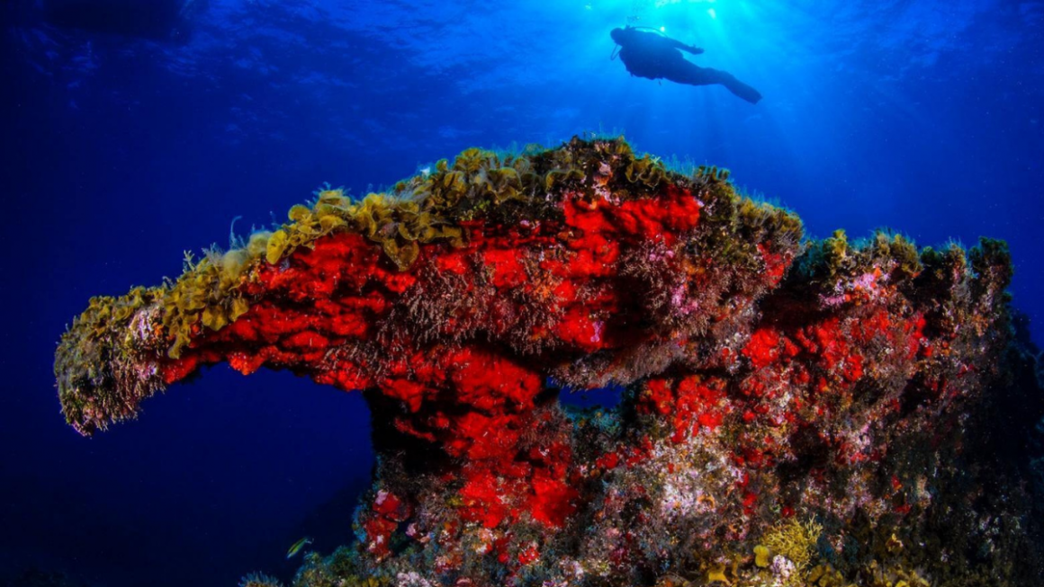 Mergulho em La Restinga, El Hierro