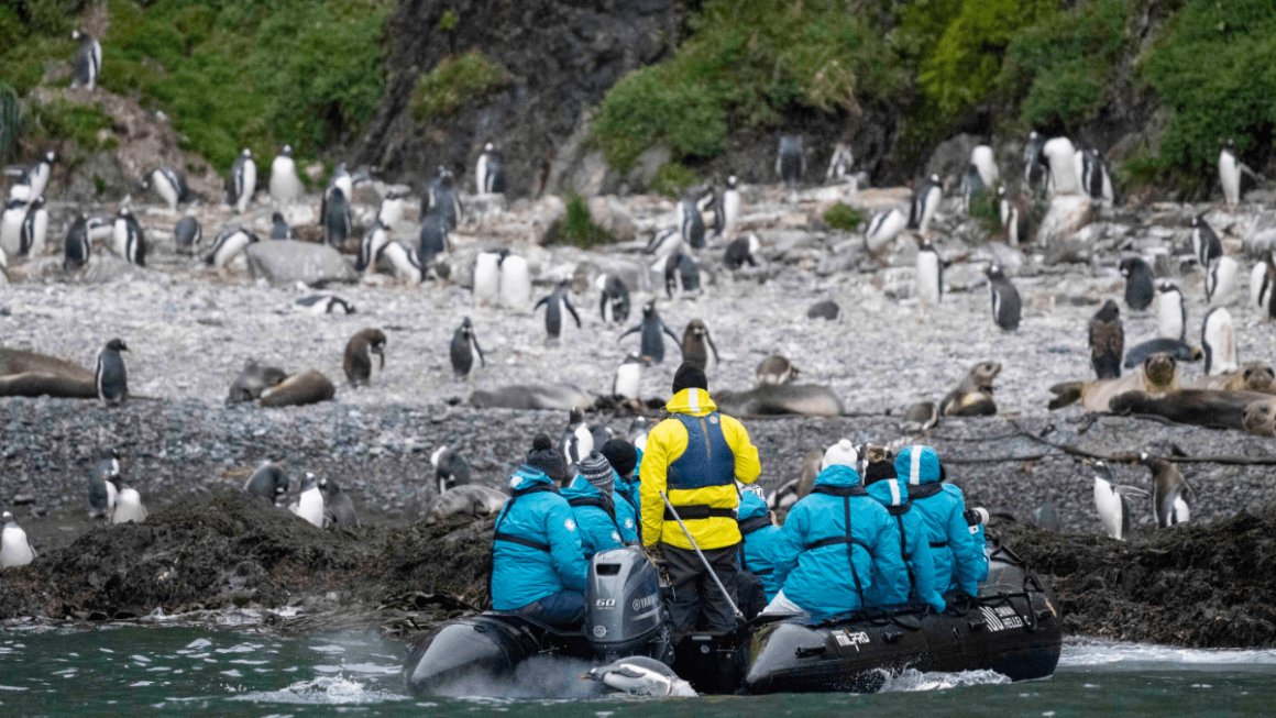 Grupo de viajantes em contato com a natureza selvagem na Antártida|