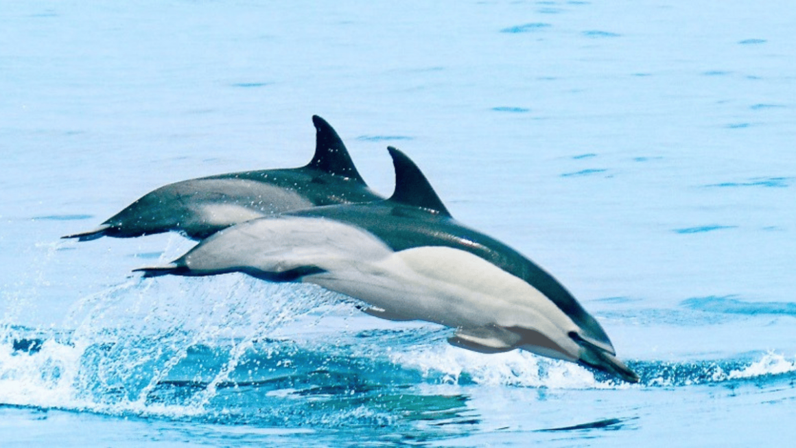 Golfinhos no Caribe