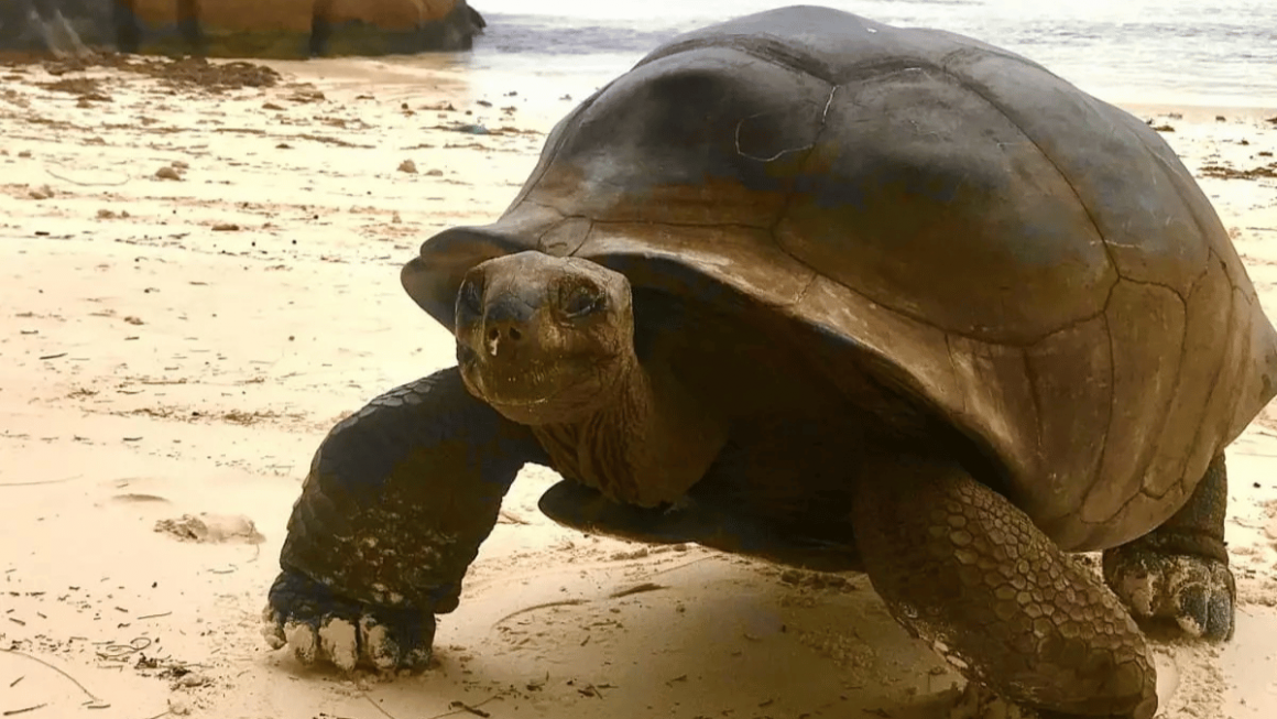 Tartarugas de Seychelles