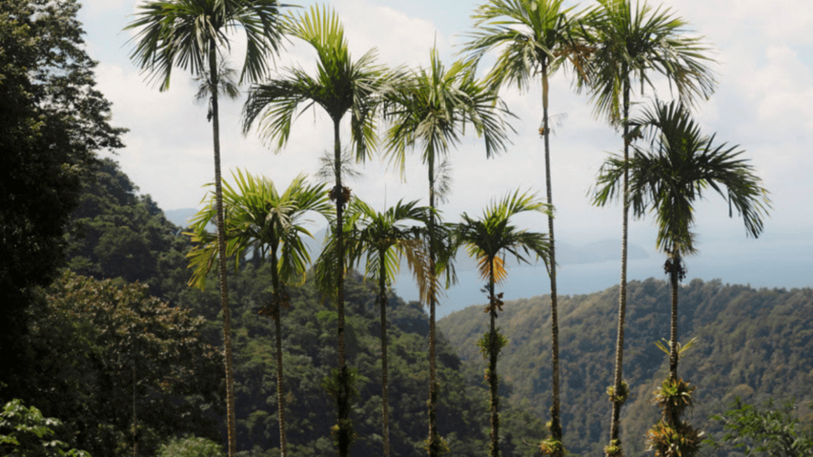 Fort-de-France, Martinica