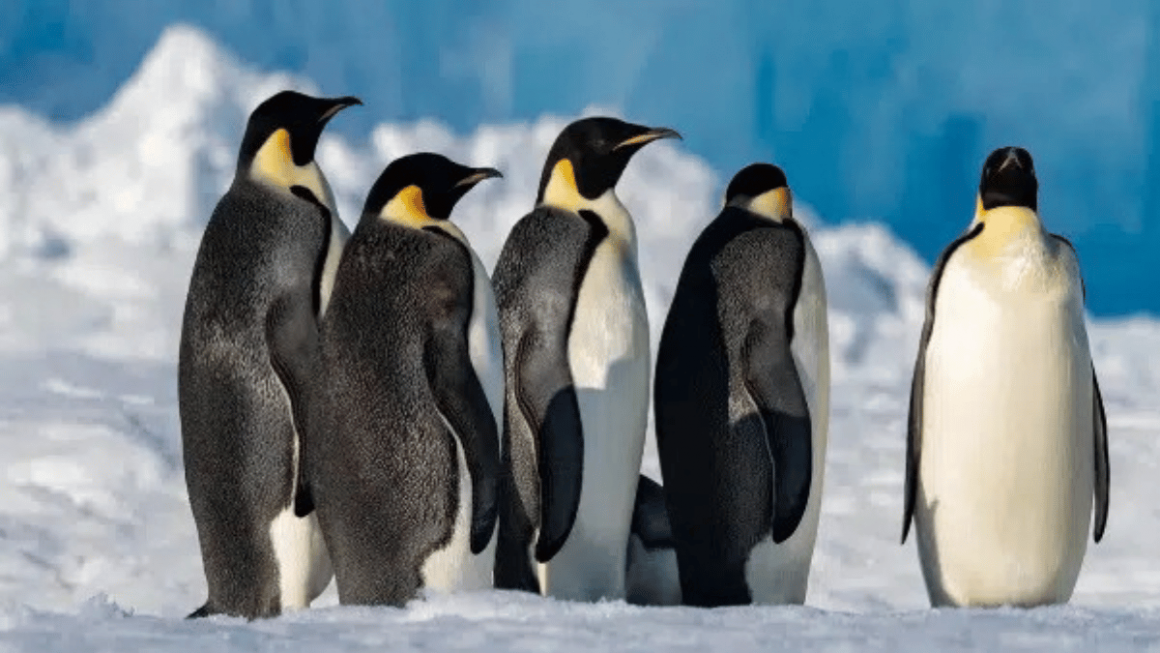 Pinguins na Antártica