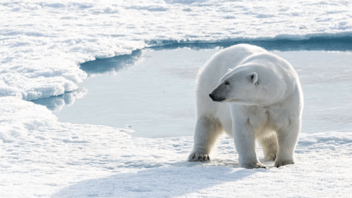 Canadian High Arctic. Polar bear photographs are taken from a distance with a telephoto lens