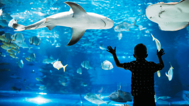 AquaRio