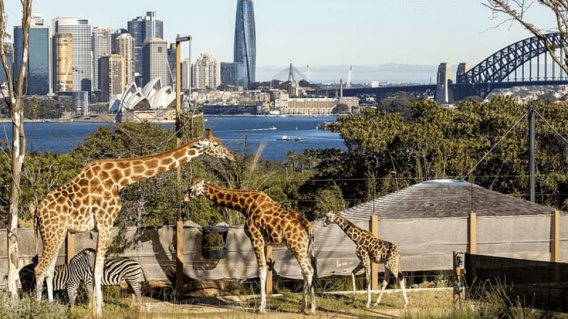 Zoológico de Taronga