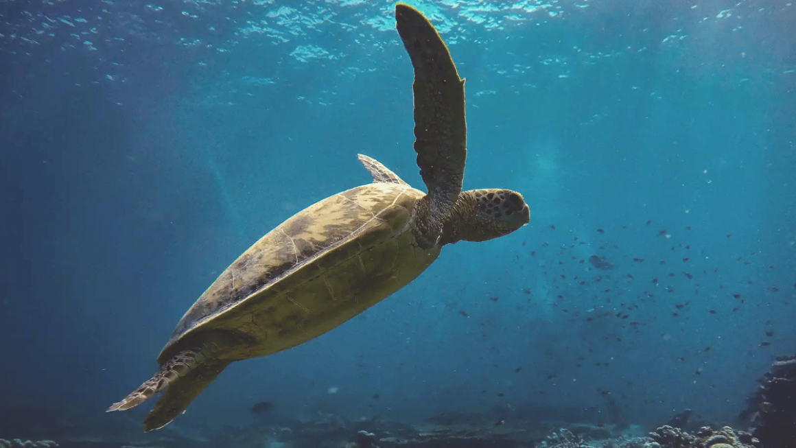 Aproveite a vida marinha