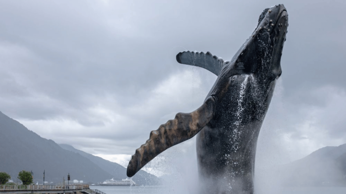 Observação de baleias no canadá e América do Norte