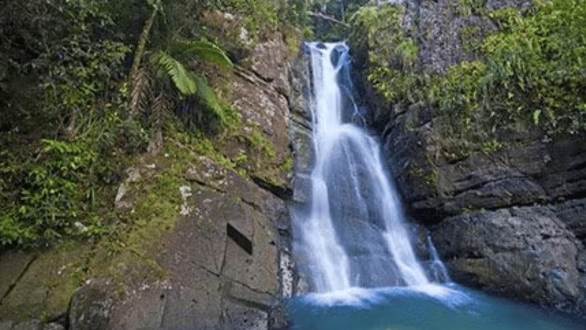 Passeio à Floresta Nacional de El Yunque