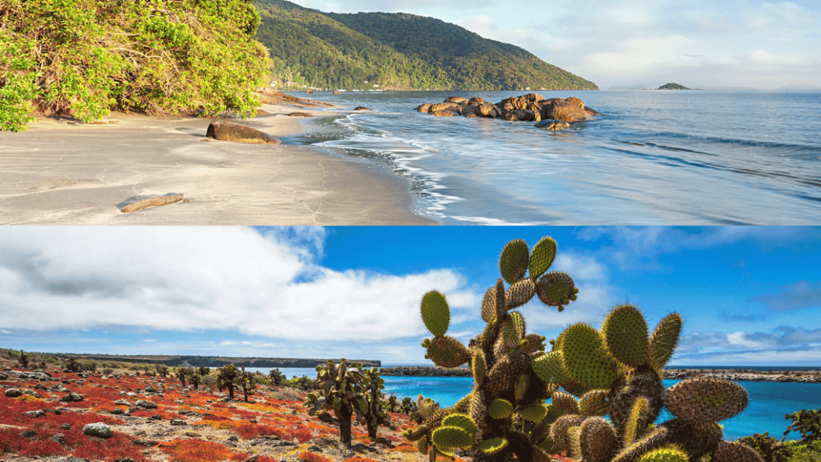 Destinos incríveis com a MSC Cruzeiros